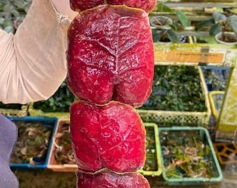 Hoya Imbricata Live Plant – Rare Trailing Unique Shingled Hoya