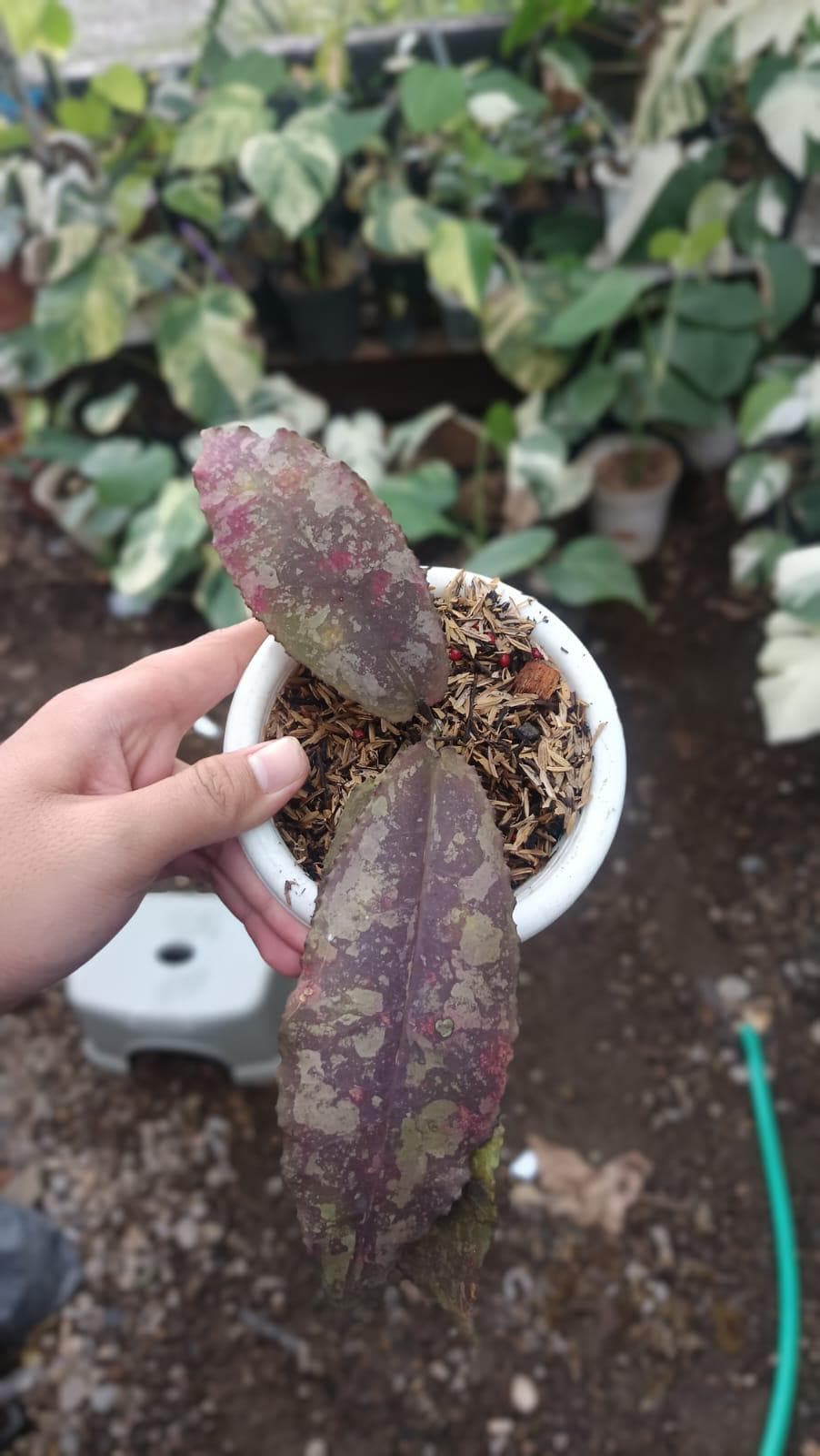 Hoya argentea princess - Etsy 日本