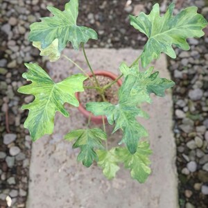 Może przedstawiać: Doniczkowa roślina Philodendron z dużymi, pstrymi liśćmi w odcieniach zieleni i żółci. Roślina stoi na kamiennej ścieżce z żwirową obwódką, widziana z góry. Liście mają unikalny, płatkowaty kształt.