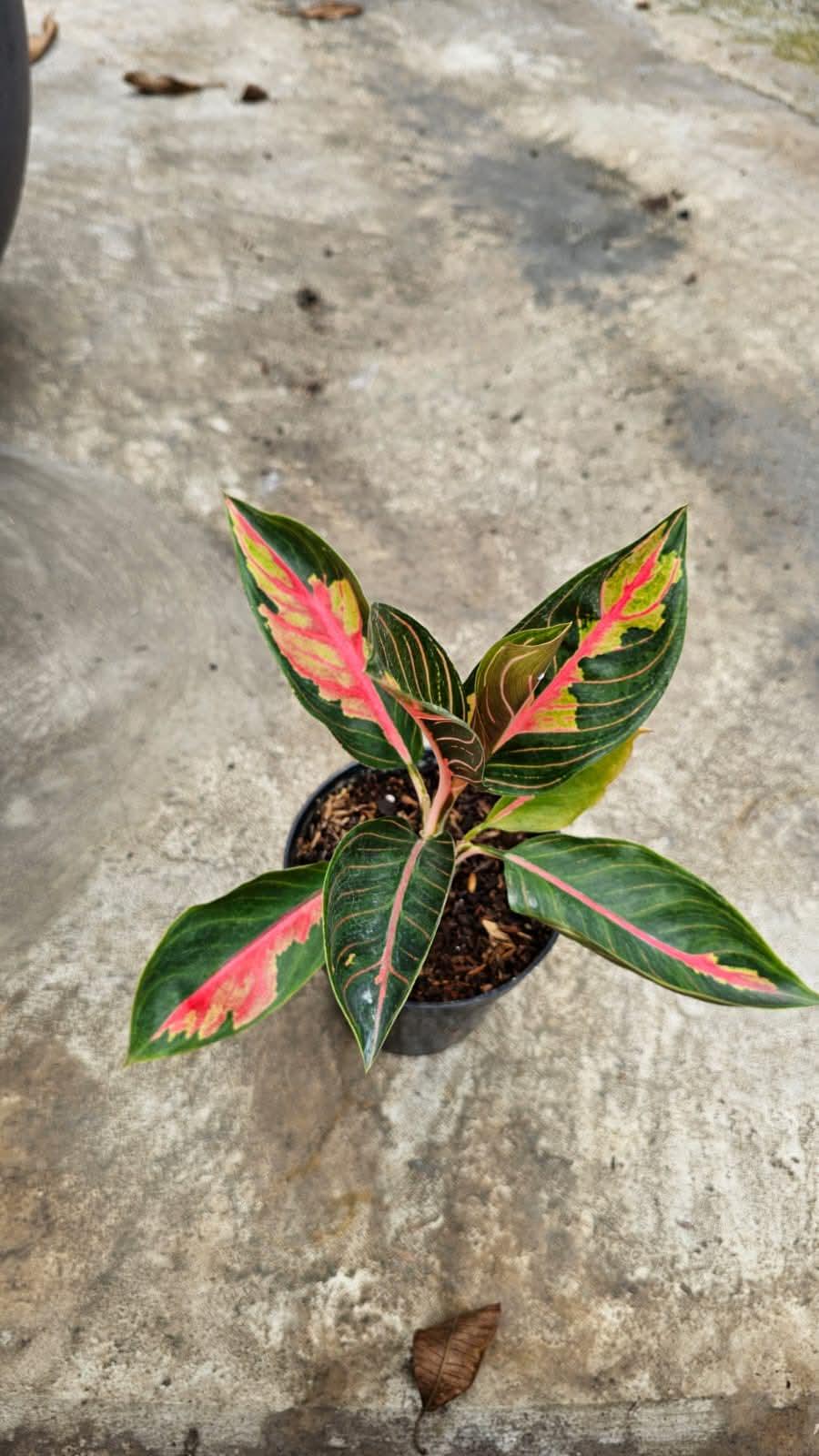 Aglaonema siam - Etsy 日本
