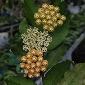 May include: A Hoya plant featuring three distinct clusters of star-shaped flowers. The top cluster is bright yellow, the middle cluster is pale cream, and the bottom cluster is a warm orange. Each flower has a white centre, set against dark green leaves.