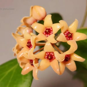Könnte beinhalten: Nahaufnahme eines Hoya-Blütenclusters. Die Blüten sind ein weiches Gelb-Orange mit einem tiefroten Zentrum. Die Blütenblätter sind wachsartig und leicht gekräuselt. Grüne Blätter sind im Hintergrund zu sehen. Das Bild ist gut beleuchtet und detailliert.