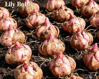 Bulbos de lirio de colores variados, flores perennes asiáticas orientales para jardín, flores fragantes.