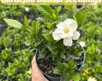 Plántulas de gardenia bonsái, flores blancas fragantes, follaje exuberante, planta para patio o jardín.