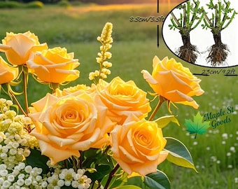Las plántulas de rosa amarilla de floración multitemporada, con colores brillantes, son plantas ornamentales hortícolas ideales para exteriores.