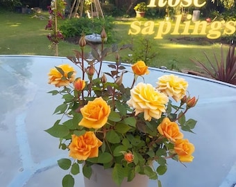 Rosa amarilla, planta viva, floración prolongada, decoración de jardín.