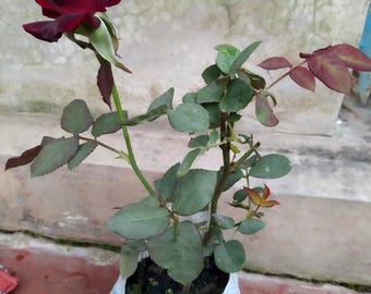 Plántula de rosal trepador rojo, planta de raíz desnuda, sistema radicular profundo
