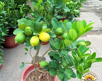 Limonero Meyer enano / Planta de fruta dulce en maceta para jardín interior/exterior