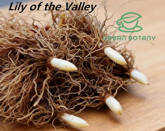 Bulbos sanos para plantar en balcón (lirio de los valles). Aptos para cultivadores principiantes.