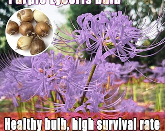 Purple Lycoris Radiata Flower Bulbs: Rare Perennial for Home Garden (High Germination)