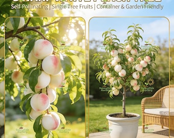 Árbol joven de durazno blanco enano, apto para macetas y jardines, fruto dulce y jugoso, fácil de cultivar.