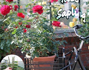 Arbusto de rosal de jardín romántico, floración continua, planta floral de fácil cuidado.