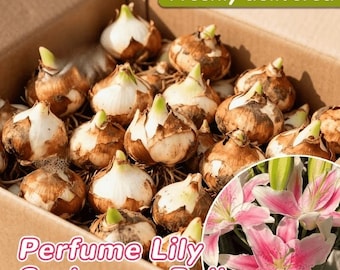 Bulbos de lirio perfumado Sorbonne – Flores rosa claro, fáciles de cultivar, ideales para la decoración del jardín.