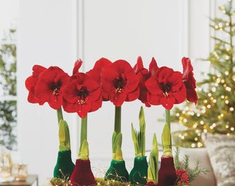 Bulbos gigantes de Amaryllis Hippeastrum, cormos perennes con flores enormes (para jardín interior o patio).