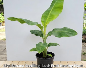 Dwergbananenzaailing: snelgroeiende eetbare fruitplant voor terrastuin