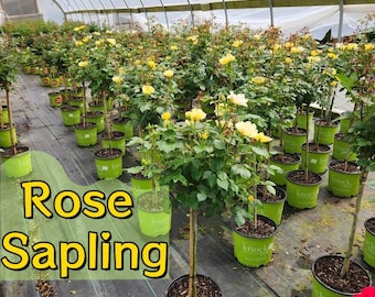 Rosal aromática joven, hojas verdes exuberantes, flores elegantes para el césped del patio.