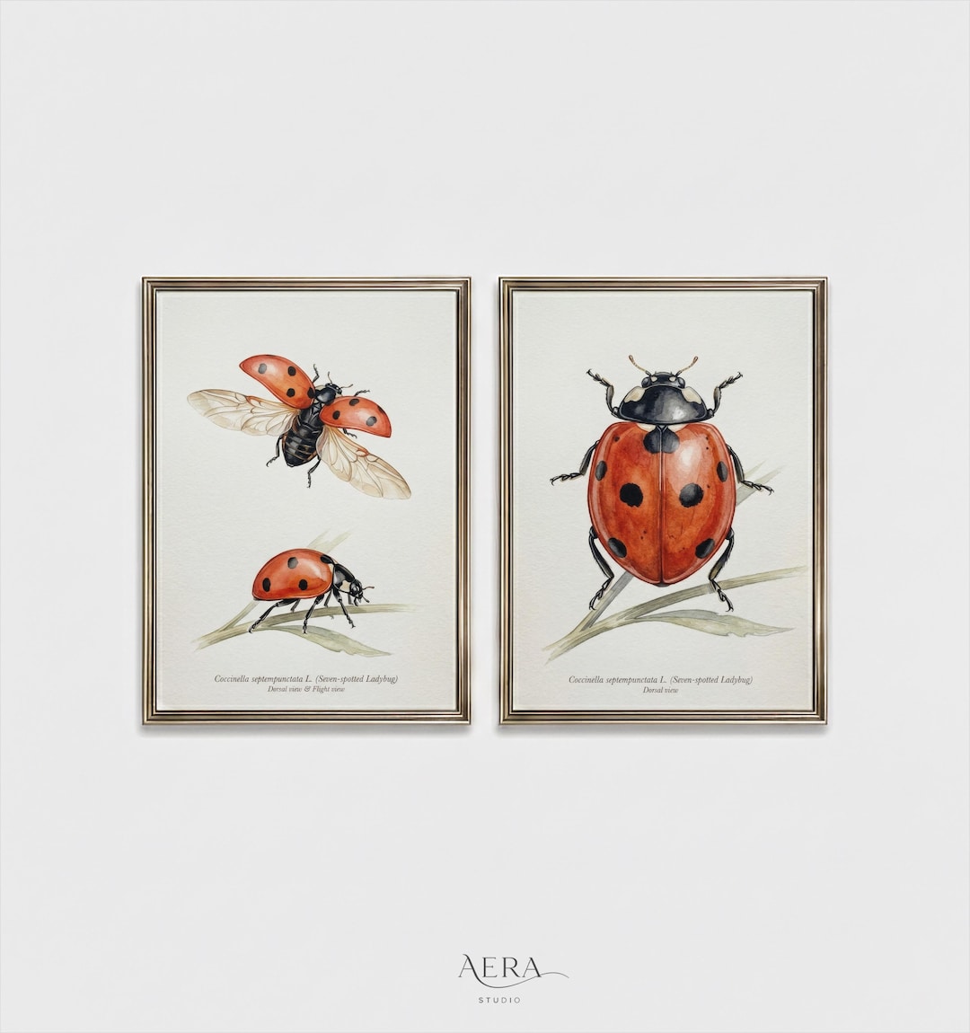 Ladybug Wall Art Set of 2, Vintage Botanical Insect Print, Red Ladybird ...