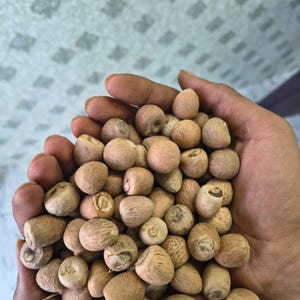 May include: A pair of hands cradles a collection of small, round, light brown nuts. The nuts have a textured surface and vary slightly in shape and size. The background is a light-colored surface with a subtle pattern.