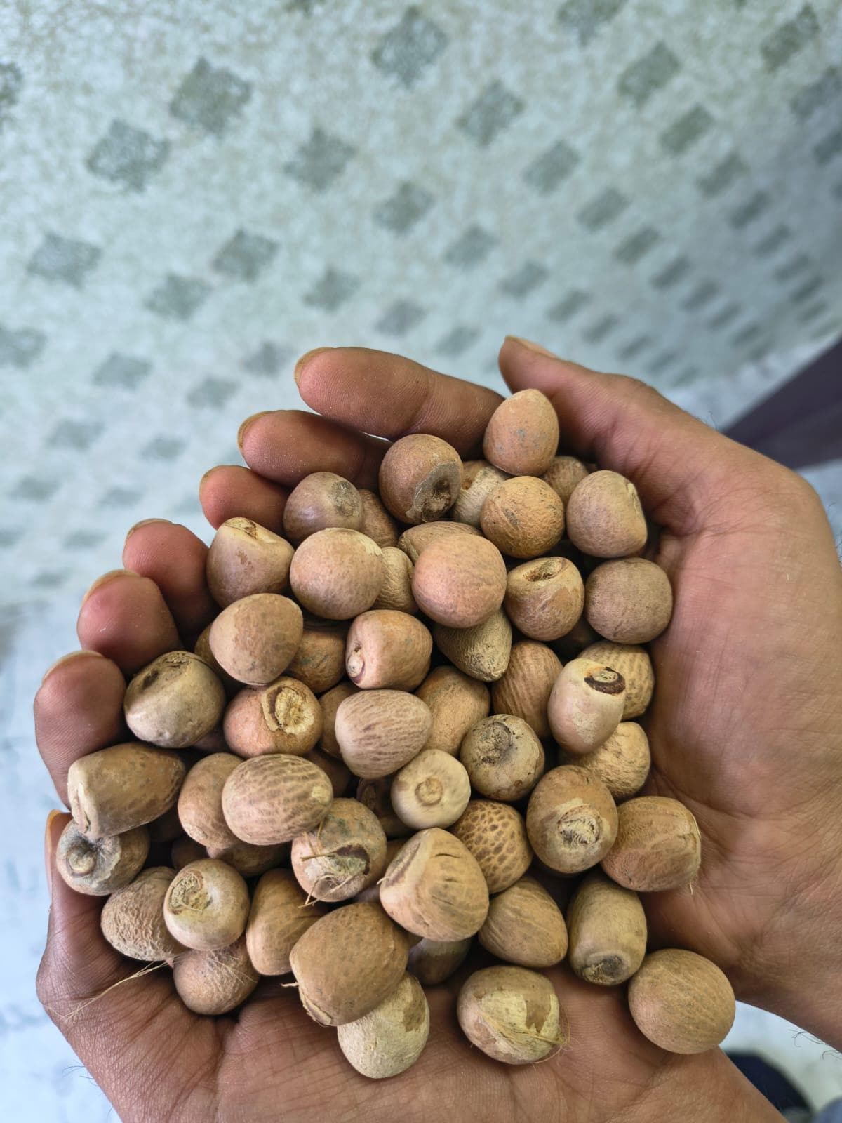 Betel Leaf Seeds - Etsy Canada