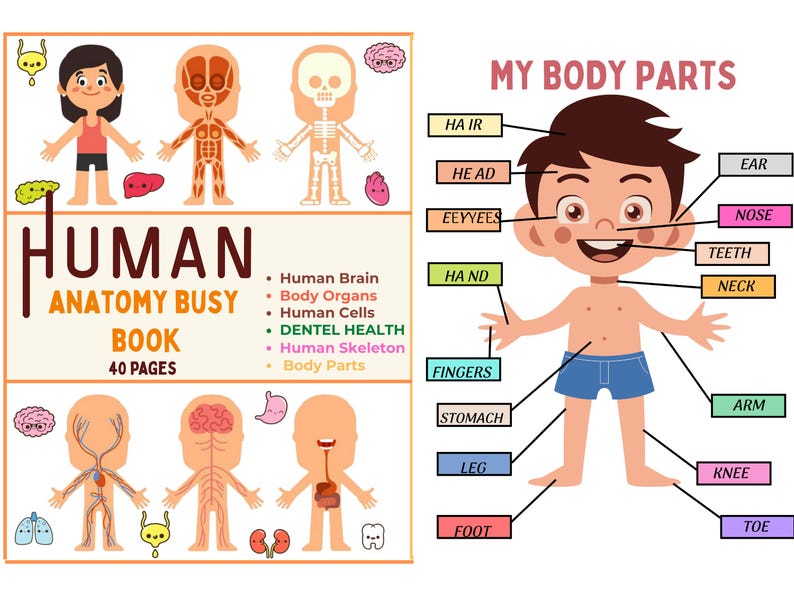 Human Anatomy Busy Book | Body Organs, Skeleton (digital Download) - Etsy