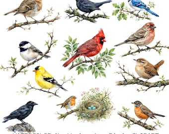 Nordamerika Vögel Aquarell Clipart Set, Kardinal, Rotkehlchen PNG (digitaler Download)