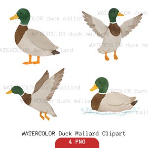 Op de afbeelding: Watercolor clipart set van vier wilde eenden in verschillende poses. De eenden hebben groene koppen, bruine borst, grijze lichamen en gele snavels en poten. Eén eend zwemt, en een andere is in vlucht. De tekst "WATERCOLOR Duck Mallard Clipart" staat onderaan.
