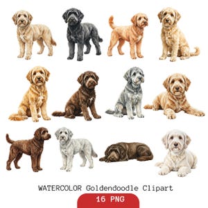 May include: A collection of watercolour illustrations of Goldendoodle dogs in various poses and colours, including tan, black, brown, and grey. The image includes the text "WATERCOLOR Goldendoodle Clipart" and "16 PNG".