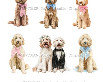 Aquarell Goldendoodle Clipart PNG (Digital Download)
