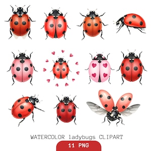 May include: Watercolor ladybug clipart featuring eleven ladybug illustrations in various poses and colors. The ladybugs are red, pink, and orange with black spots. Some have heart-shaped markings or wings spread open. The text "WATERCOLOR ladybugs CLIPART" is at the bottom.
