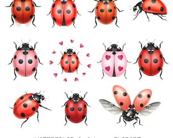 Aquarel lieveheersbeestje clipart, zomerinsect png-afbeeldingen (digitale download)