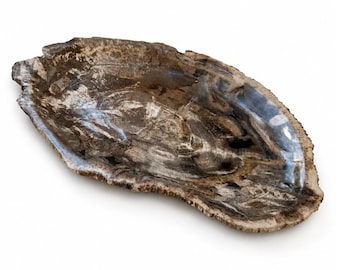 Prato de madeira petrificada natural, bandeja de madeira fossilizada polida, peça de decoração orgânica exclusiva para casa.