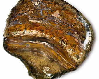 Prato raro de madeira petrificada opalizada de 38 cm (15")