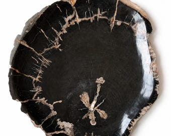 Large Petrified Wood Platter Centerpiece 17"