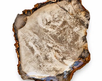 May include: A polished slice of petrified wood featuring a natural, irregular edge. The surface displays a detailed cross-section with swirling patterns in shades of cream, beige, dark brown, and charcoal, highlighting the fossilized tree rings.