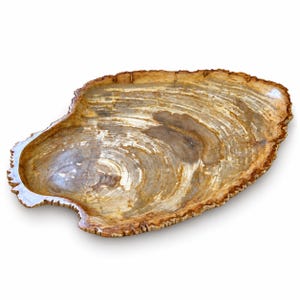 Petrified Wood Tray Large - Etsy