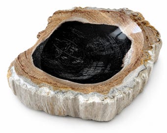 May include: A bowl carved from a slice of petrified wood featuring a polished, deep black interior basin that reveals natural wood grain patterns, surrounded by a thick, textured, light brown and cream-coloured bark exterior edge.