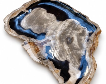 Pode incluir: Uma placa de madeira petrificada polida com uma forma orgânica irregular. A superfície apresenta um acabamento de alto brilho, exibindo anéis concêntricos naturais e padrões minerais em tons de preto profundo, cinza carvão e bege claro.