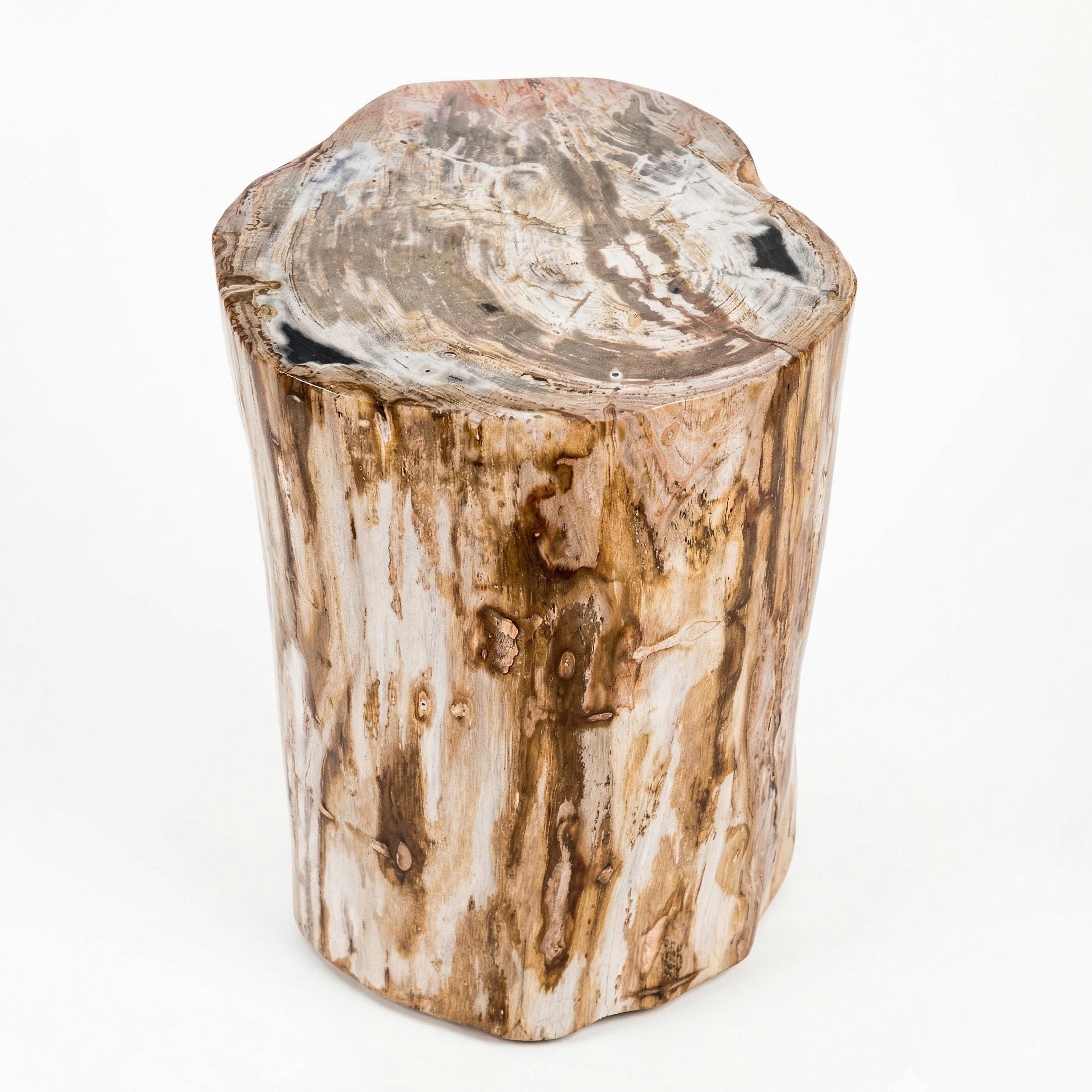 Fossilized Trunk Table