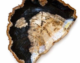 Prato rústico de madeira petrificada natural