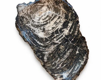 Pode incluir: Uma placa polida de madeira petrificada apresentando uma seção transversal distinta de anéis de árvore em tons de cinza carvão, preto e branco creme. A superfície exibe um acabamento liso e brilhante com texturas mineralizadas naturais.