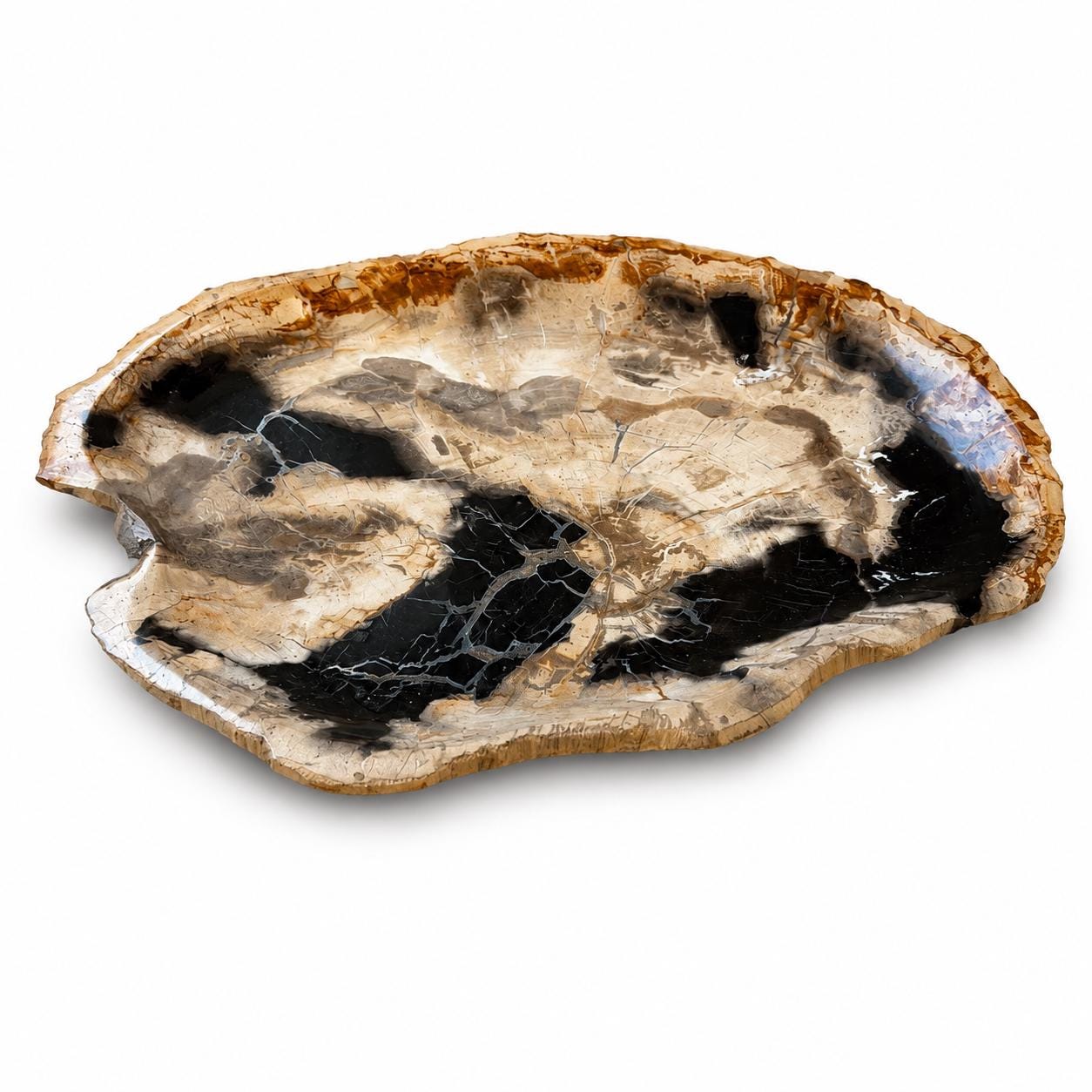 Petrified Wood Plate 13"
