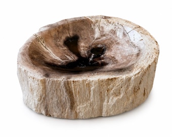 Könnte beinhalten: Eine kreisförmige Schale aus einem einzigen Stück versteinertem Holz mit einer rauen, hellen Rindenaußenseite und einer glatten, polierten Innenschale, die dunkelbraune und hellbraune konzentrische Ringe sowie natürliche Holzmaserungen zeigt.