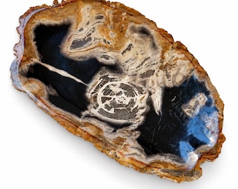 May include: A polished slice of petrified wood featuring a central circular ring pattern surrounded by deep black and tan mineralized layers. The outer edge displays a rough, textured brown bark-like perimeter with an irregular shape.
