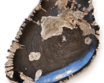 May include: A polished petrified wood slab featuring a dark brown and black center with lighter gray and white mineral inclusions. The edges are irregular and textured, showcasing the natural bark-like outer layer of the fossilized wood.