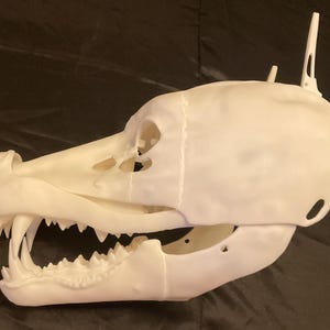 Pode incluir: Um modelo impresso em três dimensões de cor branca representando um crânio canino, com uma mandíbula detalhada com dentes afiados e proeminentes, uma superfície craniana lisa e duas pequenas protuberâncias pontiagudas no topo da cabeça.