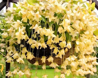 Semillas de jazmín trepador llorón, enredadera perenne fragante, planta trepadora de jardín tradicional no transgénica.