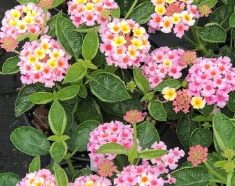 250 Lantana-zaden: meerkleurige bloemen, hittebestendig, vlinderaantrekkende tuinplanten