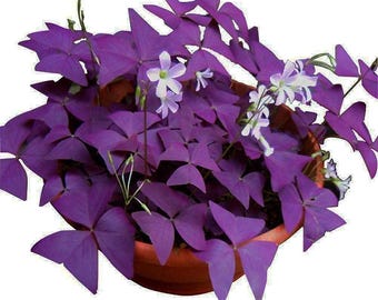 Purple Shamrock Bulbs (Oxalis Triangularis) – Good Luck Plant for Indoor/Outdoor Garden