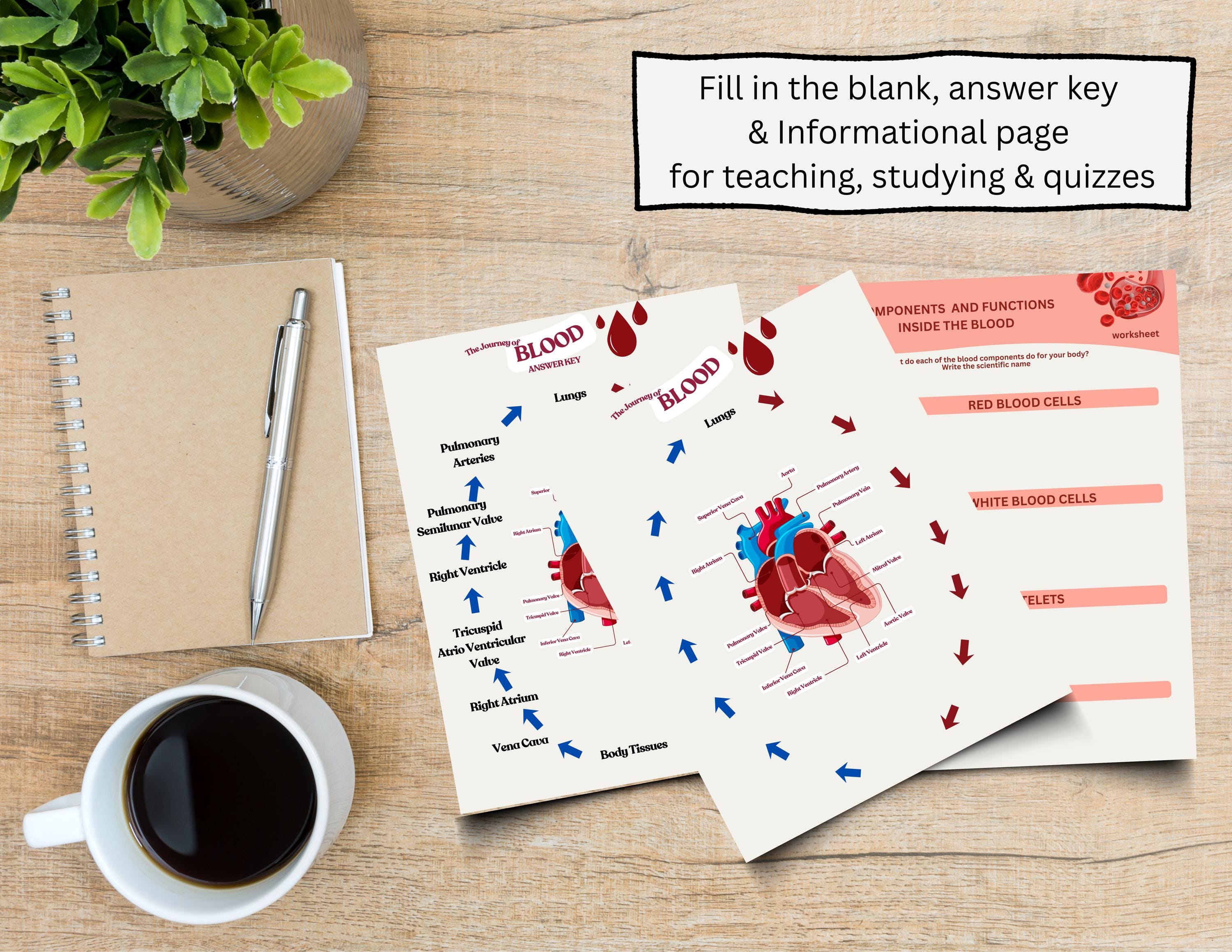 Cardiovascular System Study Guide, 20+ Pages, Worksheets and Answer ...
