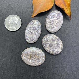 May include: Four oval-shaped, gray fossil stones with intricate floral patterns are displayed. A U.S. quarter is next to the stones for size comparison. The stones are on a dark surface, with a few brown leaves in the background.